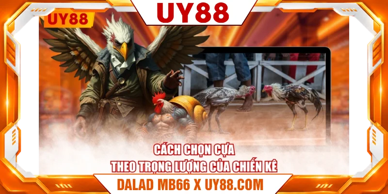 Cách chọn cựa theo trọng lượng của chiến kê Cách chọn cựa theo trọng lượng của chiến kê