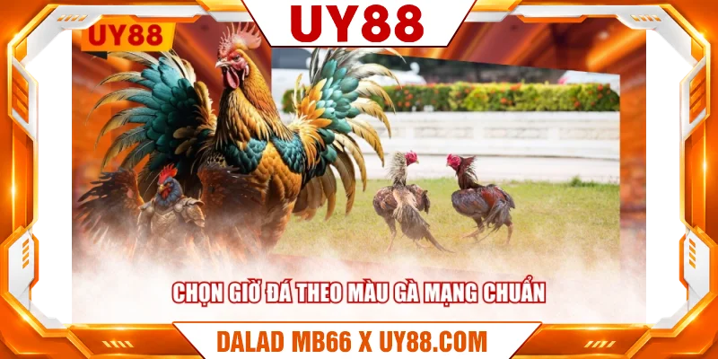 Chọn giờ đá theo màu gà mạng chuẩn Chọn giờ đá theo màu gà mạng chuẩn
