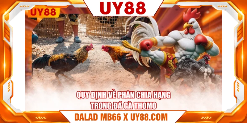 Quy định về phân chia hạng trong đá gà Thomo Quy định về phân chia hạng trong đá gà Thomo